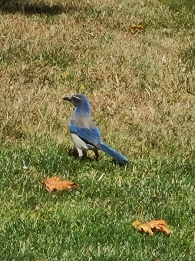 Museum «Deepwood Museum & Gardens», reviews and photos, 1116 Mission St SE, Salem, OR 97302, USA