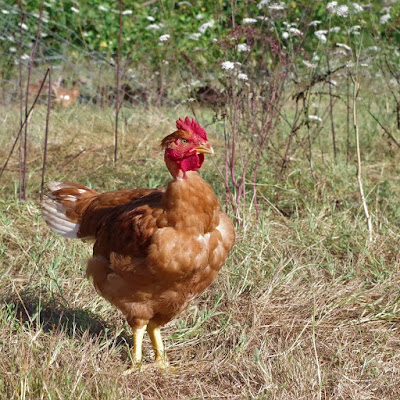 Poulets Bio Le Clos de Saint Pierre à Saint-Pierre-de-Clairac