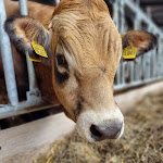 Photo n°4 de l'avis de Dajana.a fait le 06/08/2022 à 14:05 sur le  Gutsküche Gut Darß à Born auf dem Darß