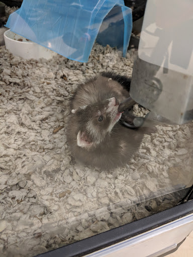 Pet Supply Store «PetSmart», reviews and photos, 1121 S Plaza Way, Flagstaff, AZ 86001, USA