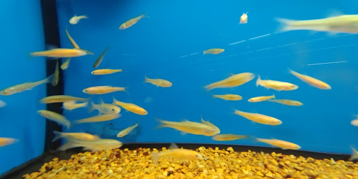 Pet Supply Store «Petco Animal Supplies», reviews and photos, 10315 E Shelby Dr, Collierville, TN 38017, USA