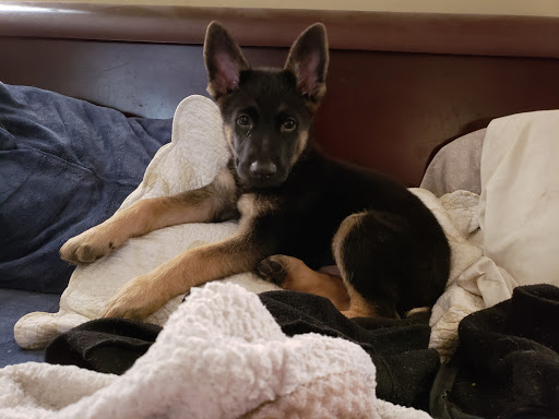 Pet Supply Store «The Pet Pantry», reviews and photos, 410 North St #162, Longwood, FL 32750, USA