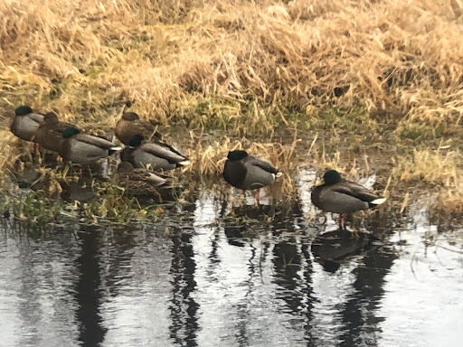 Park «Millennium Park», reviews and photos, 300 Gardner Street, West Roxbury, MA 02132, USA