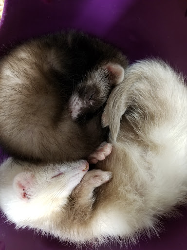 Pet Store «Petland», reviews and photos, 5470 Dixie Hwy, Fairfield, OH 45014, USA