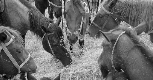 Horsedoc.dk - Horse Hospital in Sabro, Aarhus