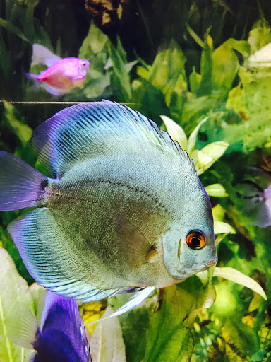 Tropical Fish Store «J B Tropical Fish», reviews and photos, 1950 N Black Horse Pike, Williamstown, NJ 08094, USA
