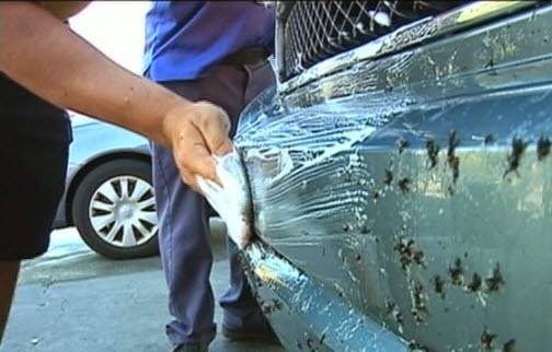 Car Wash «5 Star Auto Spa & Repair», reviews and photos, 555 Adams Dr, Winchester, VA 22601, USA