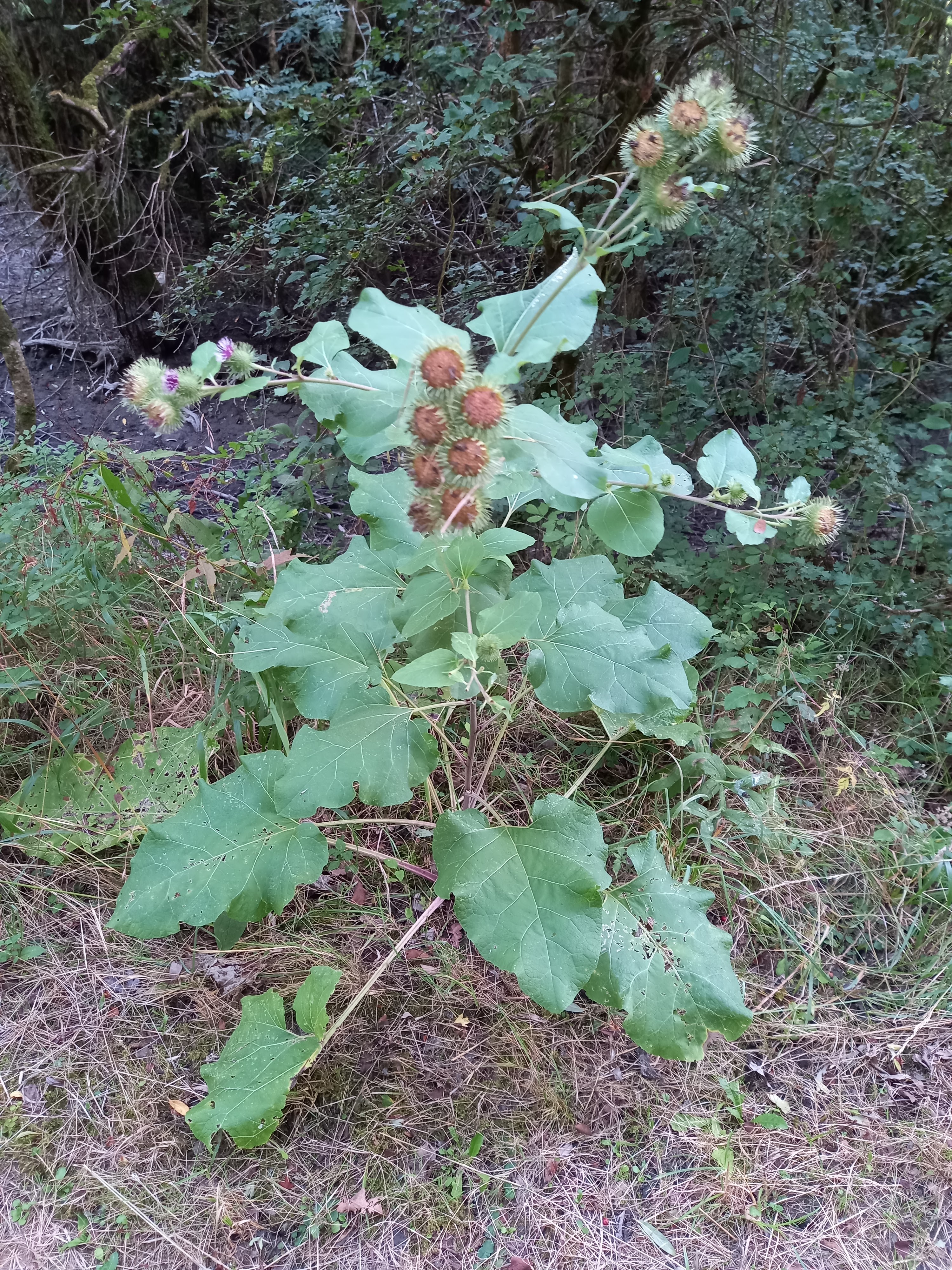 Photo n° 4 de l'avis de Adelphine.i fait le 10/08/2023 à 18:54