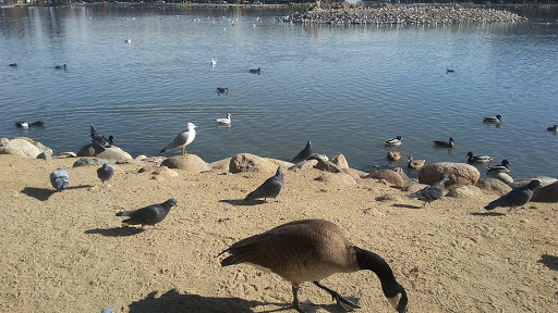 Nature Preserve «Virginia Lake», reviews and photos, 1980 Lakeside Dr, Reno, NV 89509, USA
