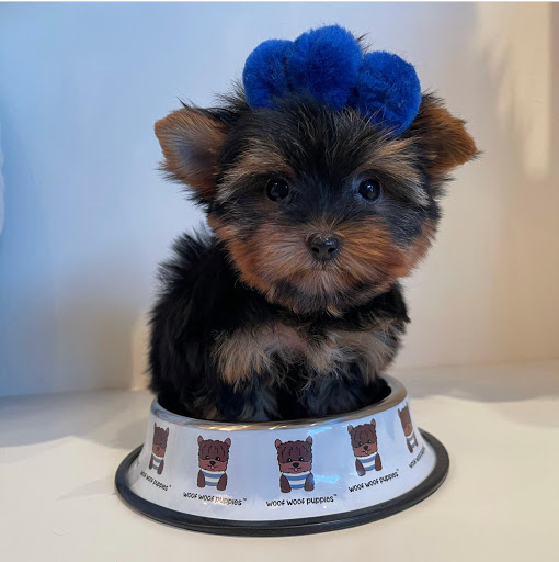 Pet Supply Store «Woof Woof Puppies & Boutique», reviews and photos, 29555 Northwestern Hwy, Southfield, MI 48034, USA