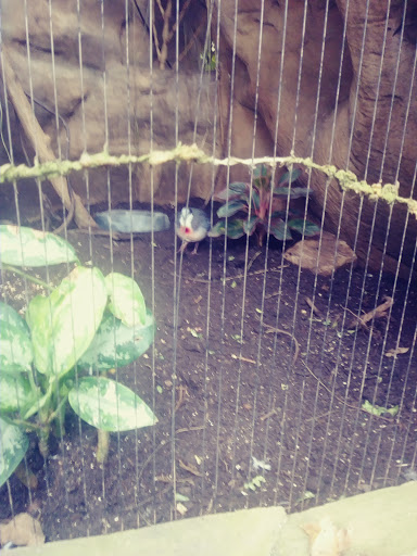 Zoo «Lied Jungle», reviews and photos, 916 D St, Omaha, NE 68107, USA