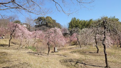 於大公園 梅見の丘