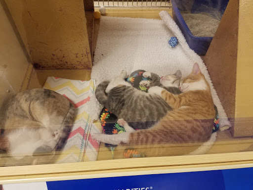 Pet Supply Store «PetSmart», reviews and photos, 400 S State Rd, Springfield, PA 19064, USA