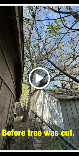 Does Cabling A Tree Really Work 2