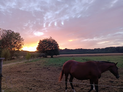 Passion Polo Club à Baugé en Anjou