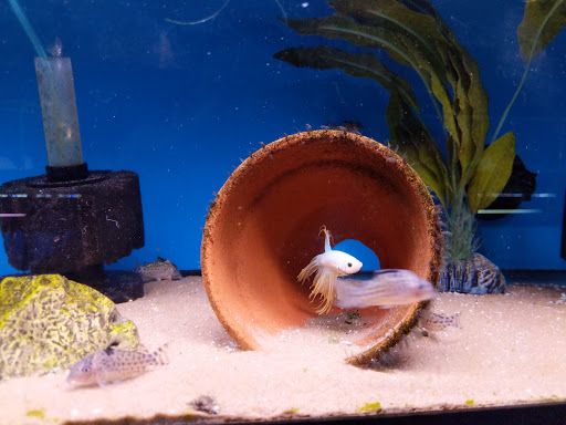 Pet Store «World of Wet Pets», reviews and photos, 8542 SW Apple Way, Portland, OR 97225, USA