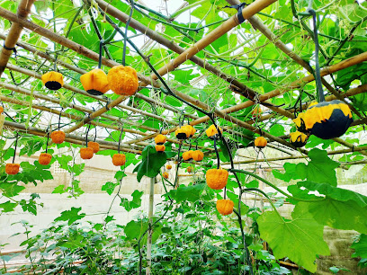 Vườn Bí Ngô Khổng Lồ - Giant Pumpkin Garden