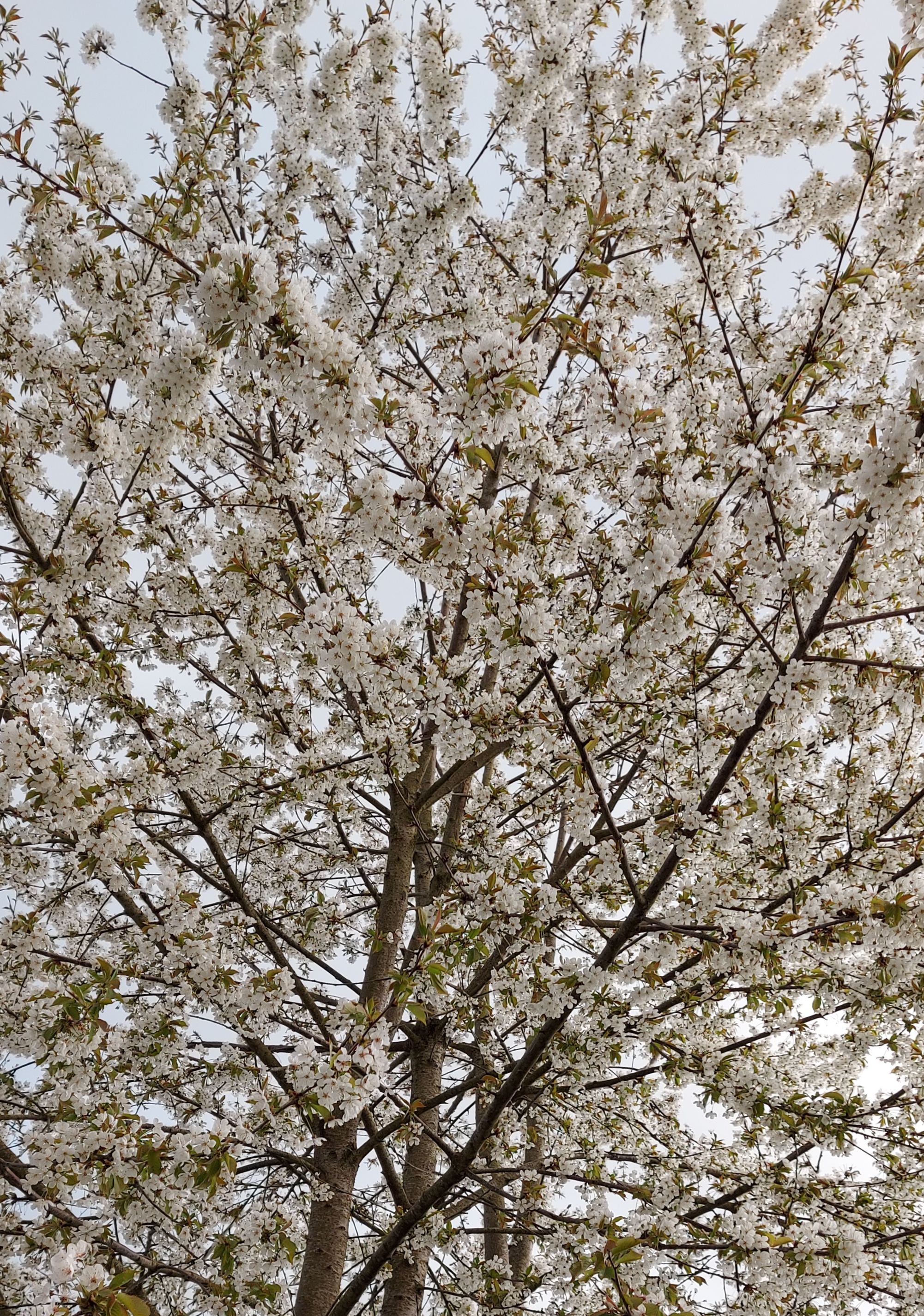 Photo n° 1 de l'avis de Didier.a fait le 24/04/2021 à 17:34