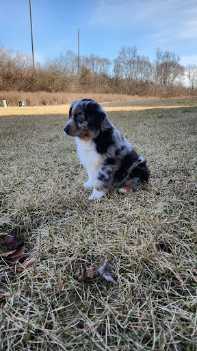 RL Valley Ranch Aussies