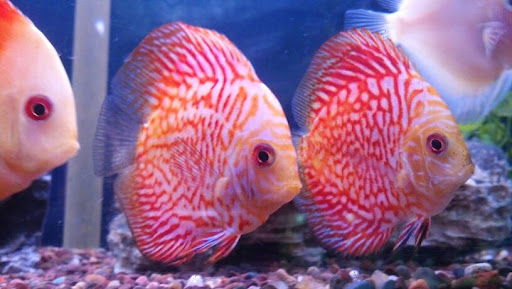 Pet Supply Store «All About Pets», reviews and photos, 9285 Cincinnati Columbus Rd, West Chester Township, OH 45069, USA