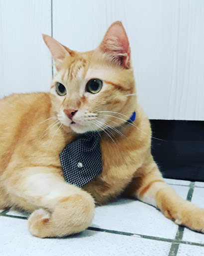 Pet Supply Store «Petco Animal Supplies», reviews and photos, 2617 196th St SW #141, Lynnwood, WA 98036, USA