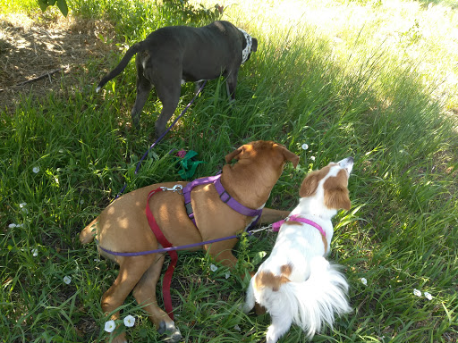 Dog Park «Trail Winds Dog Park», reviews and photos, 13385 Holly St, Thornton, CO 80241, USA