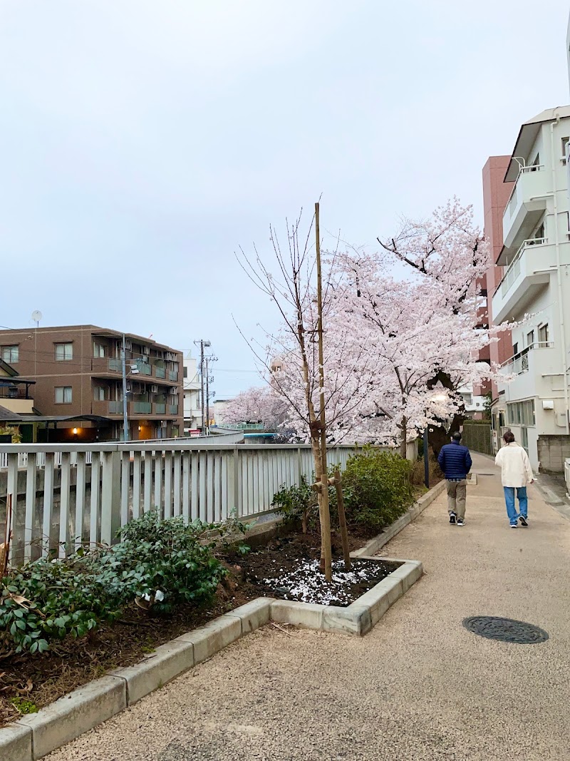 石神井川沿い桜並木