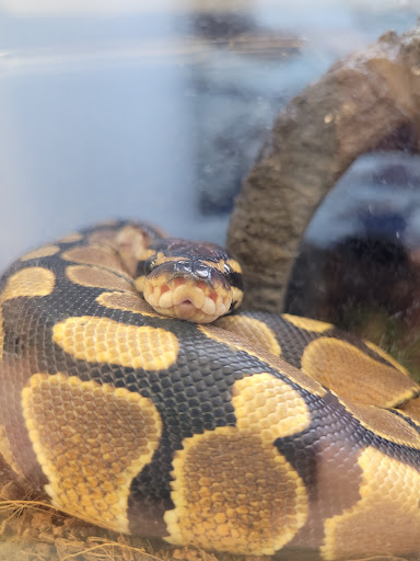 Pet Supply Store «Petco Animal Supplies», reviews and photos, 27111 167th Pl SE #113, Covington, WA 98042, USA