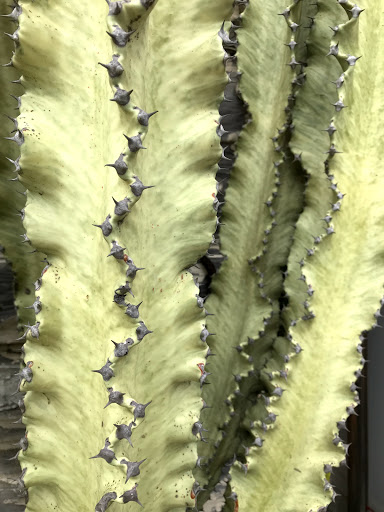 Gift Shop «GENERAL STORE», reviews and photos, 4035 Judah St, San Francisco, CA 94122, USA