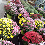 Photo n°34 de l'avis de Urlaubsfreund. fait le 25/05/2019 à 17:36 sur le  Gartencenter Rosengut Langerwisch GmbH&Co.KG à Michendorf