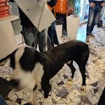 Photo n°1 de l'avis de Massimiliano.a fait le 16/05/2023 à 20:08 sur le  Pizzeria Bianco e Nero à Livorno