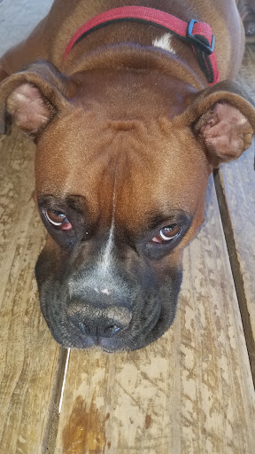 Pet Supply Store «PetSmart», reviews and photos, 533 S Tracy St, Wichita, KS 67209, USA