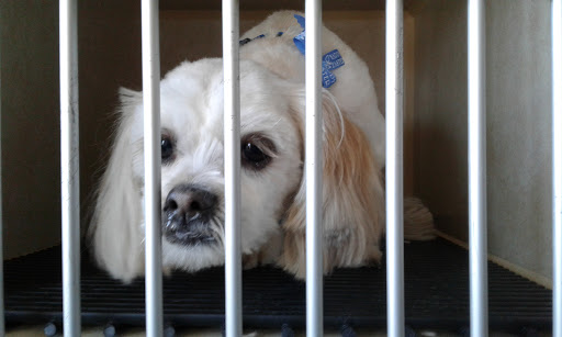 Groomingdales Pet Salon