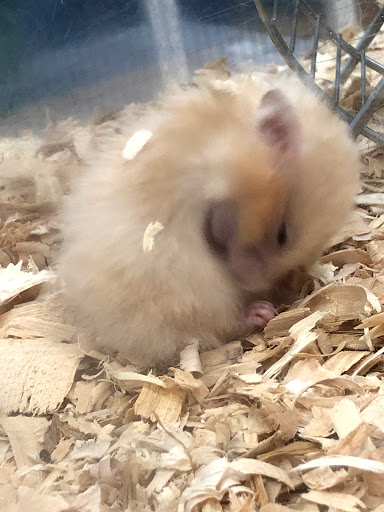 Pet Supply Store «Pet Supermarket», reviews and photos, 1080 Alafaya Trail, Oviedo, FL 32765, USA