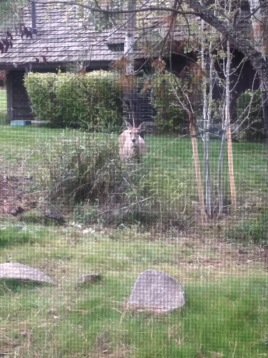 Golf Club «Gozzer Ranch Golf & Lake Club», reviews and photos, 5945 S Buckrail Rd, Harrison, ID 83833, USA