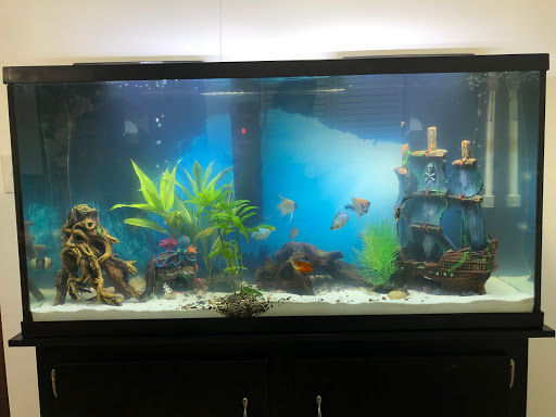 Pet Supply Store «Professional Fish Keepers Aquarium Store», reviews and photos, 7573 W Sample Rd, Coral Springs, FL 33065, USA