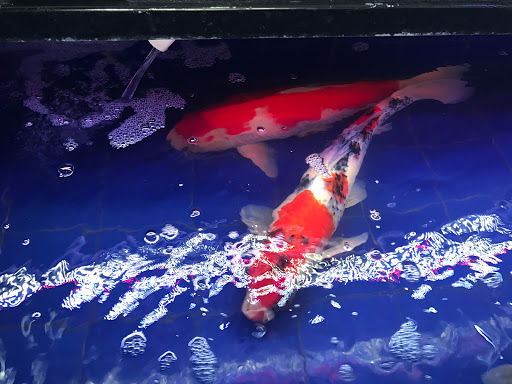 Aquarium «1st Class Aquarium», reviews and photos, 1167 Bay St, Staten Island, NY 10305, USA