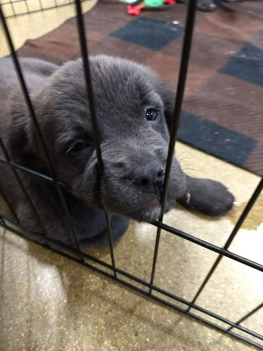 Pet Supply Store «PetSmart», reviews and photos, 3530 Rosemead Blvd, Rosemead, CA 91770, USA