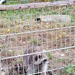 Photo n°10 de l'avis de David.o fait le 13/11/2018 à 20:31 sur le  Tier-Erlebnispark Bell à Bell