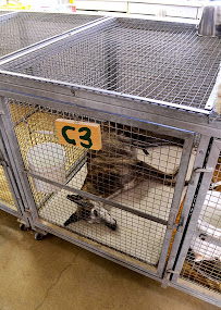 Heiman Ranch Dog Boarding - Photo 5 - Car repair in Rosharon, TX, Pearland