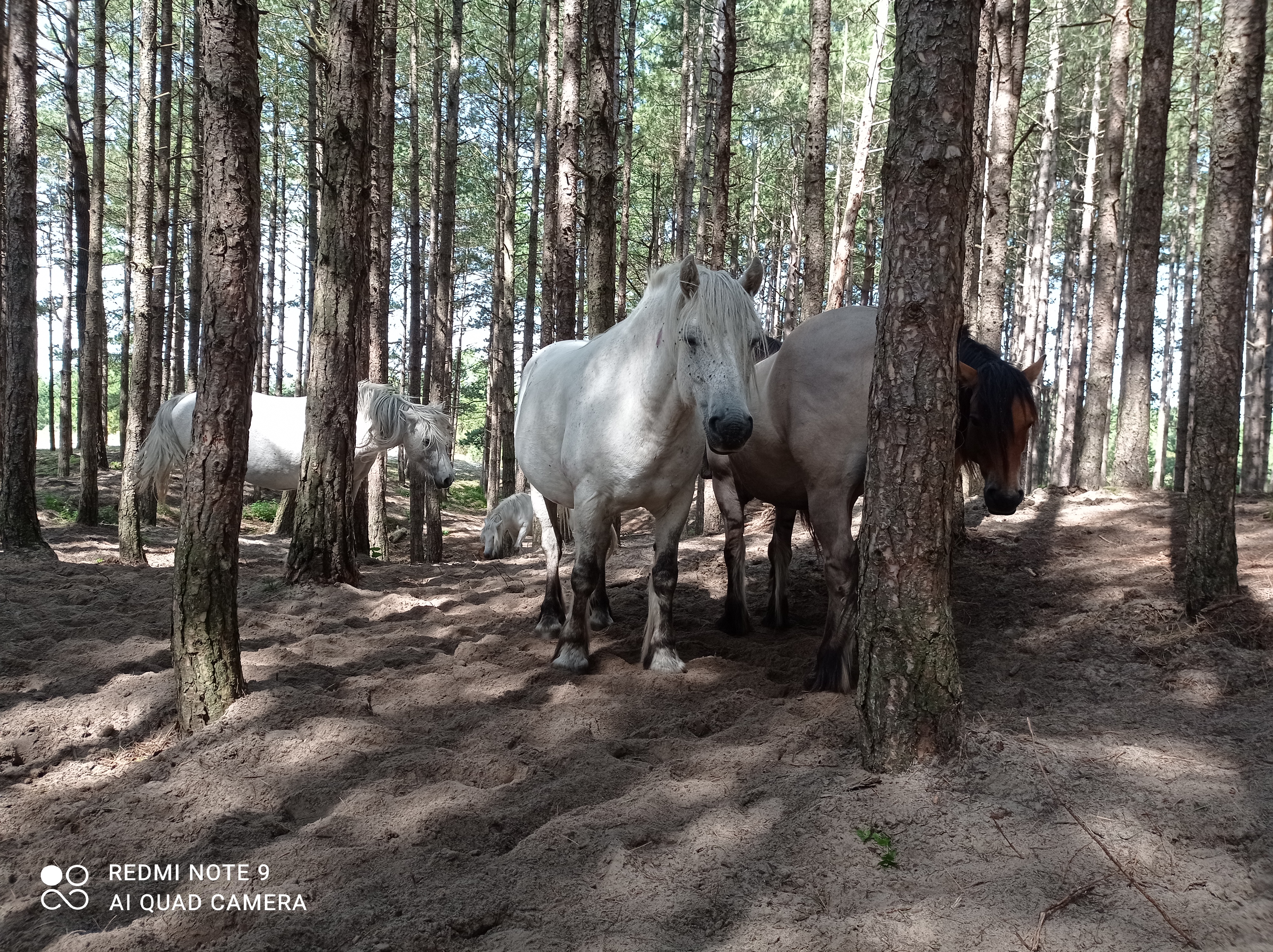 Photo n° 12 de l'avis de Michael.u fait le 15/08/2021 à 18:06
