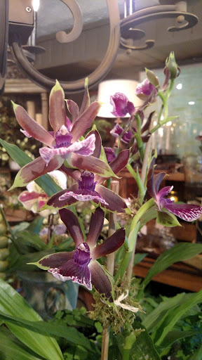 Florist «Morning Sun Florist», reviews and photos, 11 S Main St, Centerville, OH 45458, USA