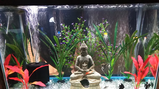 Pet Store «Fish R Us», reviews and photos, 10855 TX-242, Conroe, TX 77385, USA