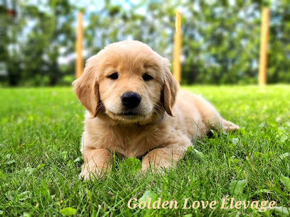 Éleveur Golden Retriever/ Élevage Golden Love