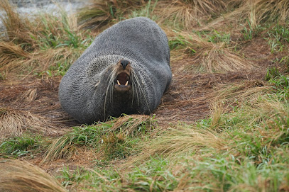 Fur seal viewing walk