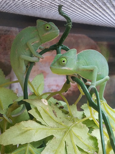 Pet Supply Store «Petco Animal Supplies», reviews and photos, 682 Broadway #1n, Saugus, MA 01906, USA