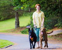 Little Pig Pet Sitting - Photo 1 - Car repair in , Asheville
