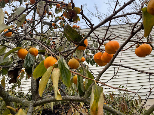 Convenience Store «Little Store At Richmond Beach», reviews and photos, 2002 NW 196th St, Shoreline, WA 98177, USA