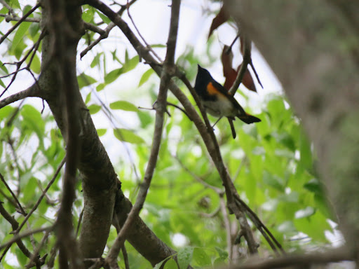 Golf Club «Plantation Preserve Golf Course & Club», reviews and photos, 7050 W Broward Blvd, Plantation, FL 33317, USA