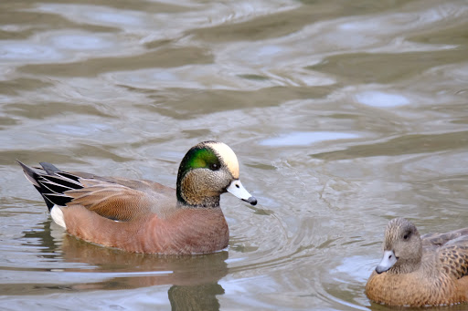 Park «Commonwealth Lake Park», reviews and photos, SW Butner Rd & SW Huntington Ave, Cedar Hills, OR 97225, USA